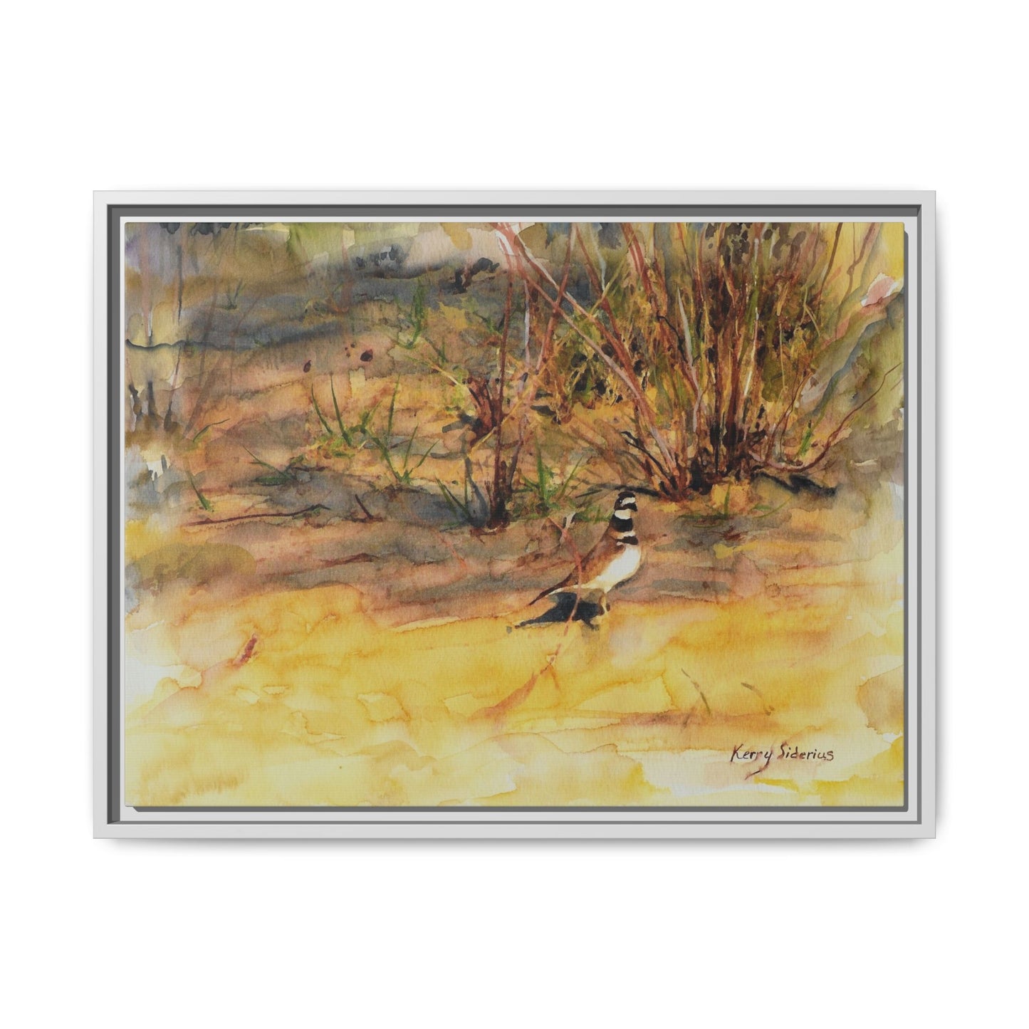 "Killdeer Male on the banks of the Columbia" Gallery Wrapped Wood Framed Canvas
