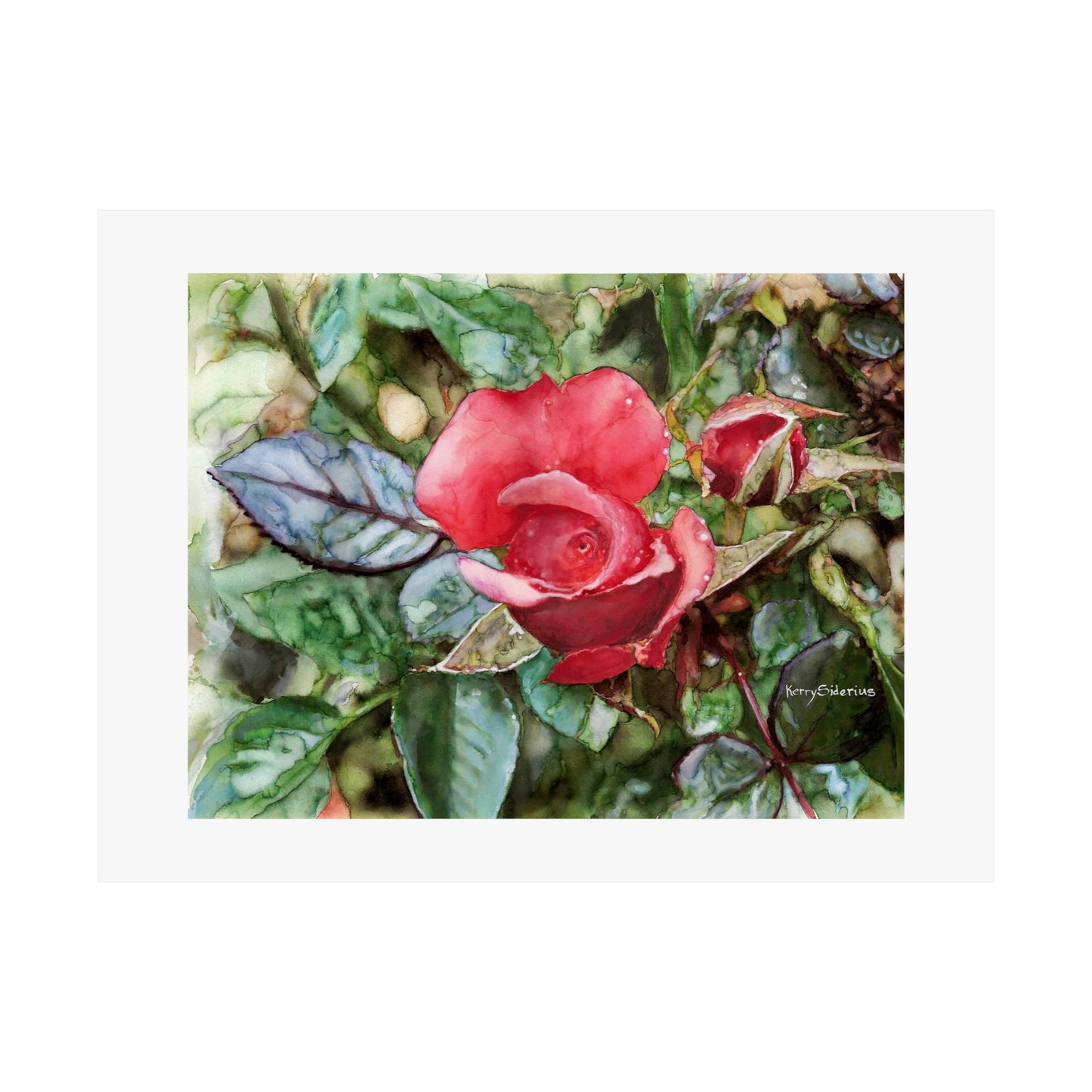 "Raindrops on Roses With Blue Leaf" Archival Print