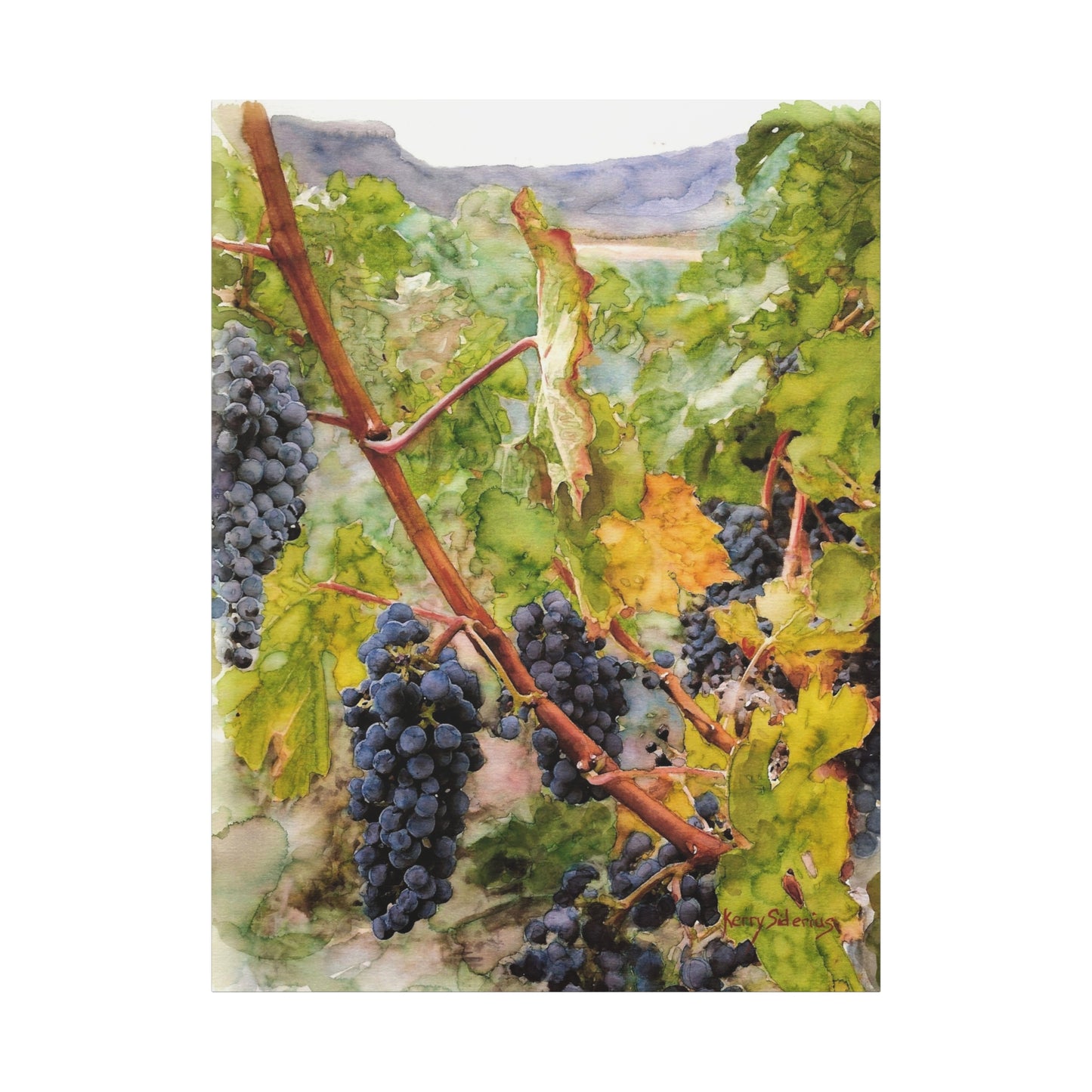 "Columbia Basin Merlot Grapes" Matte Canvas, Stretched, 1.25"