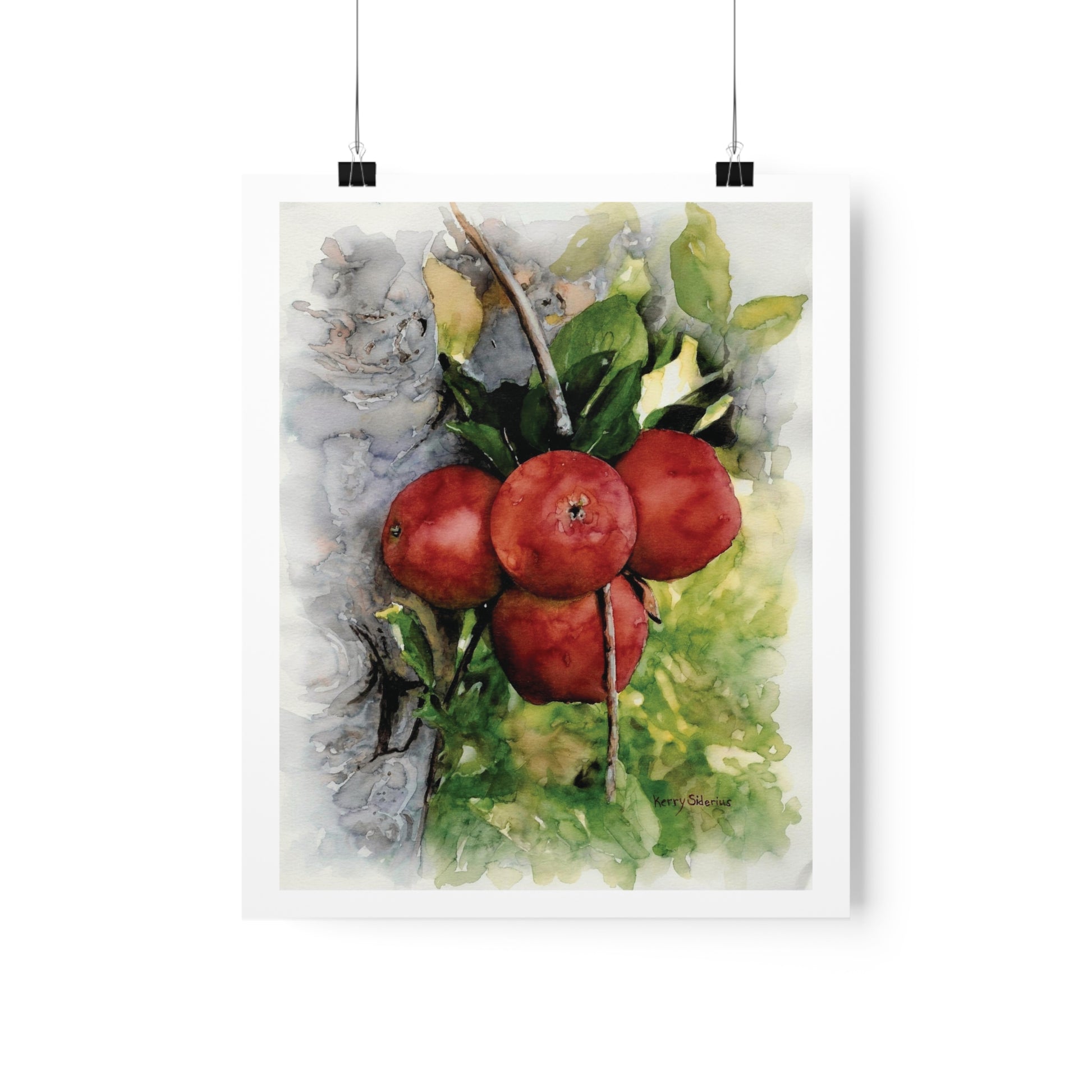 "Ripe Country Apples in Chelan" Archival Print - Kerry Siderius Art