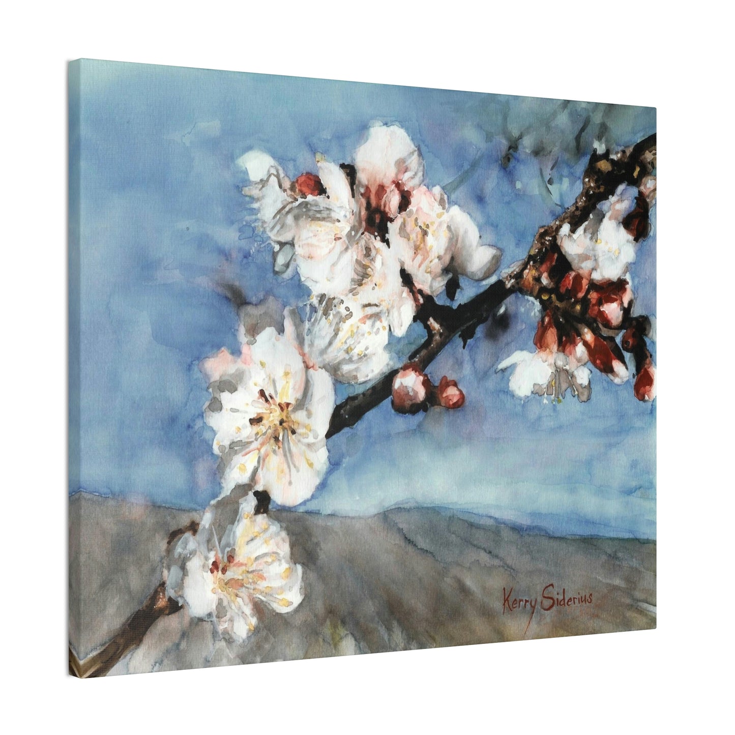 "Nectarine Blossoms" Stretched Canvas - Kerry Siderius Art