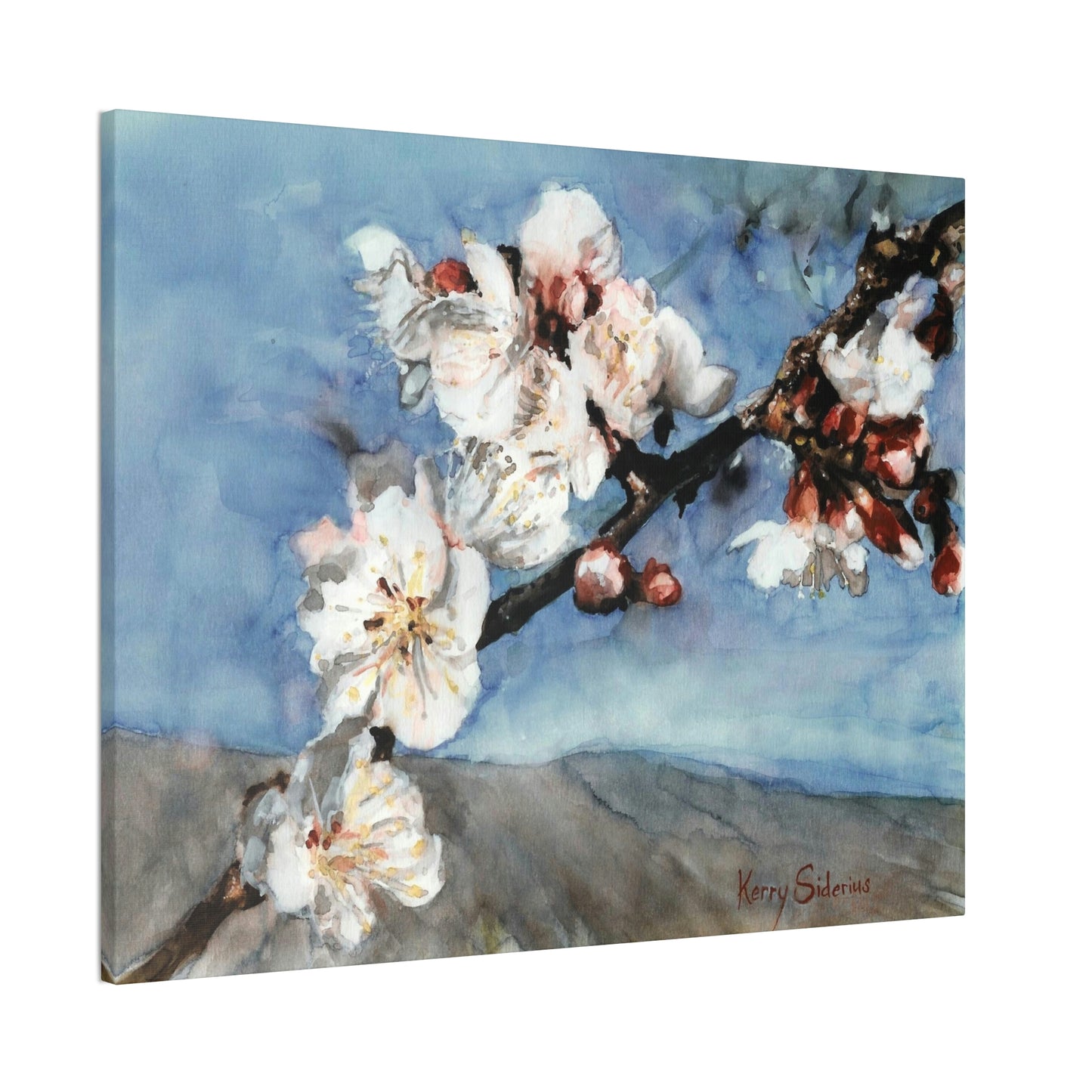 "Nectarine Blossoms" Stretched Canvas - Kerry Siderius Art