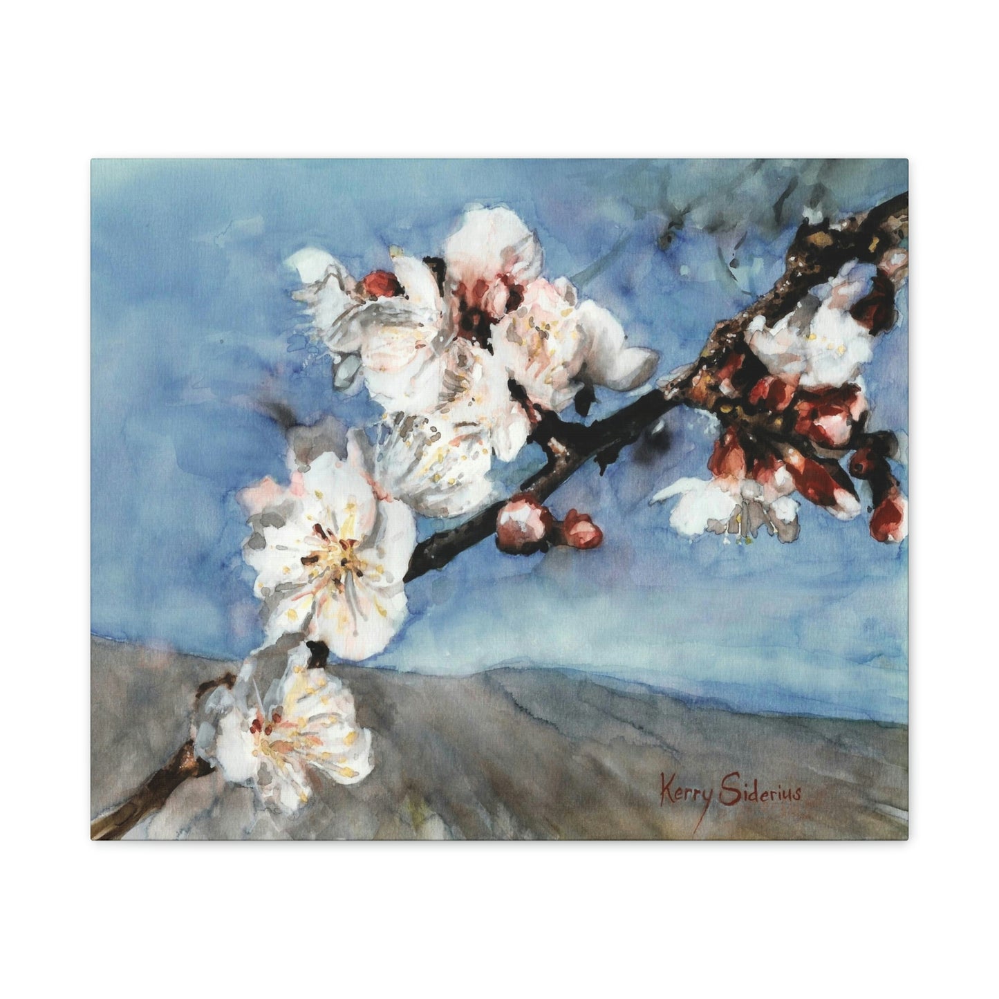 "Nectarine Blossoms" Stretched Canvas - Kerry Siderius Art