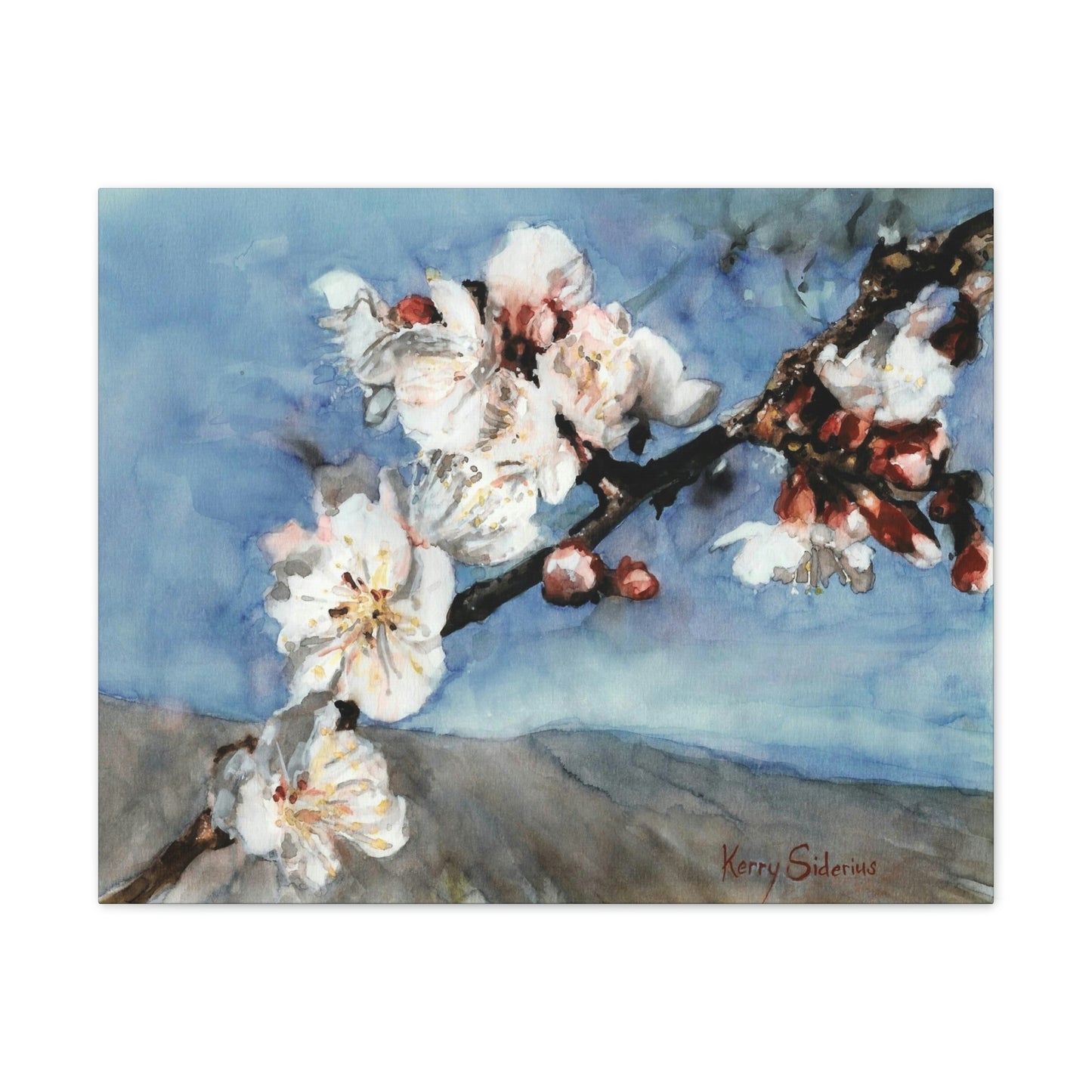 "Nectarine Blossoms" Stretched Canvas - Kerry Siderius Art